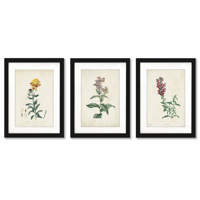 Americanflat Minimalist Vintage (Set Of 3) Traditional Botanicals By Victoria Barnes Framed Triptych Wall Art Set, 1 of 4
