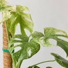 6" Monstera Mint Live Houseplant - Good Little Garden™ - 2 of 4