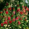 Van Zyverden 5ct Roots Hollyhocks Alcea Rosea Red - 3 of 4