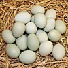 30 Fake Chicken Eggs On Tray Realistic Egg Toy Food Playset For Kids- Pretend Play Artificial Kitchen Foods - Light Green Faux Duck Eggs Kitchen Decor - 4 of 4