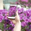 2.25gal Elsie Lee Azalea Plant with Purple Blooms - National Plant Network: Everblooming, Live Flowering Shrub - 3 of 4