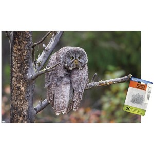 Trends International The Comedy Wildlife Photography Awards: John Blumenkamp - Monday Blahs Unframed Wall Poster Prints - 1 of 4