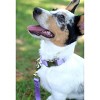 Country Brook Petz Premium Nylon Dog Collar with Metal Buckle for Small Medium Large Breeds - Vibrant 30+ Color Selection - 2 of 4