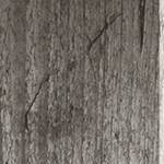 Seaside Pine