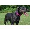 Country Brook Petz Deluxe Nylon Dog Collar and Leash - 3 of 4