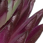 dark purple,green