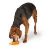 Cool Pup Cooling Popsicle Dog Chew Toy, Orange, Large - 2 of 4