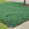 2.25gal Blue Rug Juniper Plant - National Plant Network: Groundcover, Erosion Control, Cold Hardy - 3 of 4