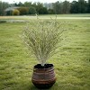 Floral Home 21" Spiral Grass Bush - 12-Piece - 4 of 4