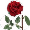 Floral Home 30" Red Queen Anne Rose - 12-Piece - 3 of 4