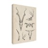 Ethan Harper "Skull And Antler Study I" Canvas Art - Trademark Fine Art - 2 of 4