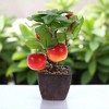 Unique Bargains Artificial Plants Plastic Orange 3.15"x3.15"x9.06" 1 Pcs - 2 of 4