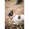 Country Brook Design® Deluxe Dog Collar - Awesome Autumn Collection - Made In The U.S.A. - 2 of 4