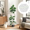 Artificial Rubber Tree, 7ft Tall Fake Plants with White Planters, Artificial Plants Indoor with Multicolored Pebbles - 3 of 4