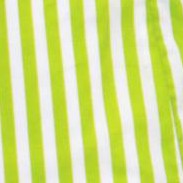 lime feeder stripe