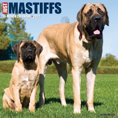 2022 Wall Calendar Just Mastiffs - Willow Creek Press