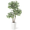 5FT/6FT Artificial Ficus Tree - White Planter, Natural Trunks, White-Edged Leaves - Ideal for Indoor Decor - 2 of 4