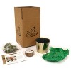 Amaryllis Pink Kit Minerva with Iron Brass Fluted Planter - Van Zyverden - 4 of 4