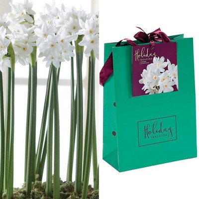 Paperwhite Bulbs in Emerald Gift Bag - Van Zyverden