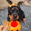 Buddy Biscuits Halloween Pumpkin Flavor Crunchy Grain Free Dog Treats - 14oz - 4 of 4