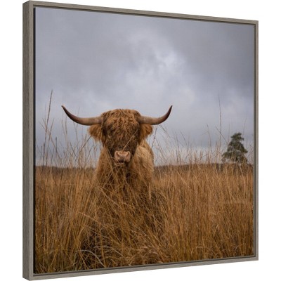 22" x 22" Highland Cow in Field Framed Canvas Print