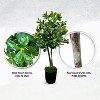 Cypress & Alabaster | Handmade 3' Artificial Bay Olive Topiary Tree In Home Basics Plastic Pot Made With Real Wood And Moss Accents - 4 of 4