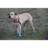 Healers Urban Walker Dog Boots - Teal - image 3 of 4