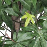 brown plastic container