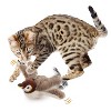Allforpaws Natural Instincts Flapping Bird Cat Toy, Brown - 2 of 4