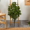 Nearly Natural 2.5-ft Tea Leaf Artificial Plant UV Resistant (Indoor/Outdoor) - 3 of 3