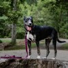Country Brook Petz® Deluxe Dog Collar - Attitude Collection - Made In The U.S.A. - 2 of 4