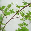 Artificial Enkianthus Tree,Realistic Texture Potted Faux Enkianthus Tree, Fake Potted Large Tree with Realistic Leaves & Trunks - 4 of 4