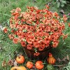 Artificial Fall Flowers Faux Mums for Outdoor Indoor Garden Home Decoration, Faux Flower Daisy with Eucalyptus Leaves Fake Mums Plants - 2 of 4