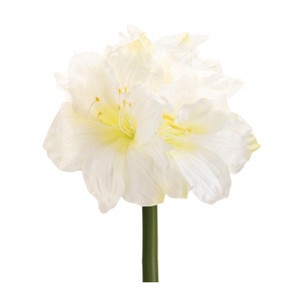 Amaryllis Elegance – Set of 6 - 1 of 2