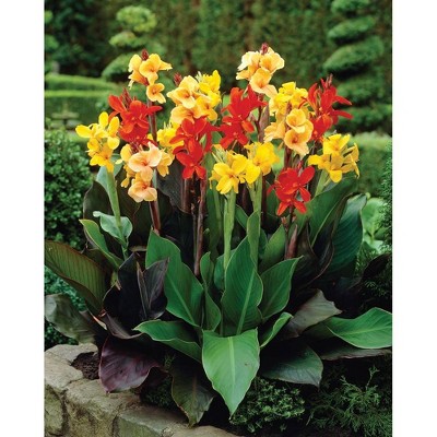 Van Zyverden Set of 6 Cannas Giant Tall Mixed Bulbs