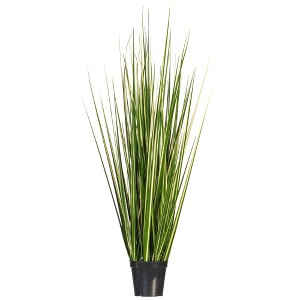 Green Evergold Grass Potted UV - 1 of 4