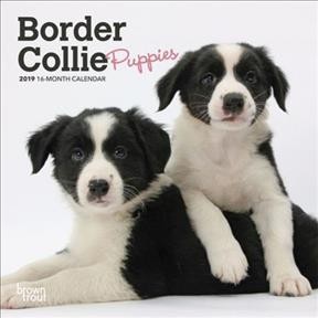 border collie puppies trading post
