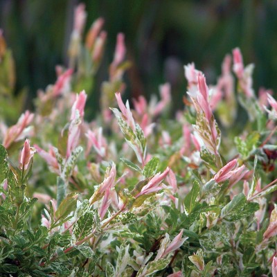 Van Zyverden Set of 3 Salix Hakura Nishiki Potted Rocketliners Plants