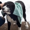 John Ritzenthaler Co. Embroidered Microfiber Pet Towel, Small, Set of Three - 4 of 4