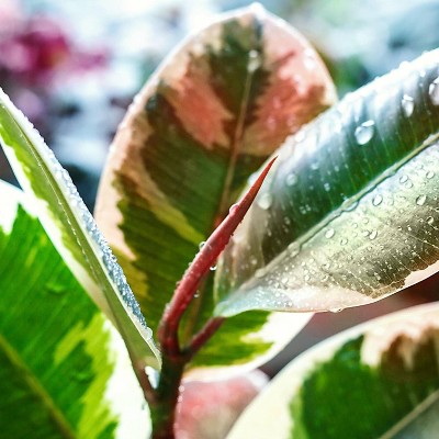 National Plant Network Ficus Robusta Rubber Tree - Thumbnail 5