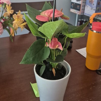 Live 5" Sweet Dream Pink Anthurium Houseplant with Moss in Evi Planter :  Target