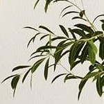 6 drawers/natural oak