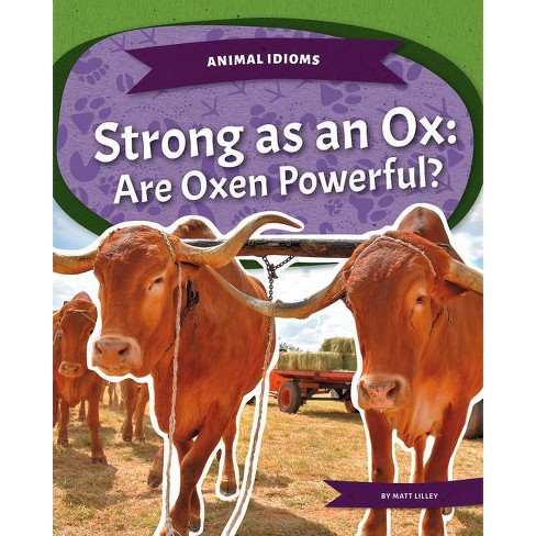 Strong As An Ox By Matt Lilley Paperback Target