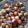 Van Zyverden Set of 100 Bulbs Spring Time Favorite's Cottage Garden - 2 of 3
