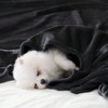 Soft Fleece Blanket, Queen Size, 90x90 Inches, Black, Lightweight, Fuzzy Plush for Couch, Sofa or Bed All Seasons. - 2 of 4