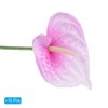 Unique Bargains Artificial Anthurium Lily Flowers for Home Decor 10 Pcs - 3 of 4