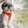 Voyager Step-In Air Dog Harness for Small and Medium Dogs - 4 of 4