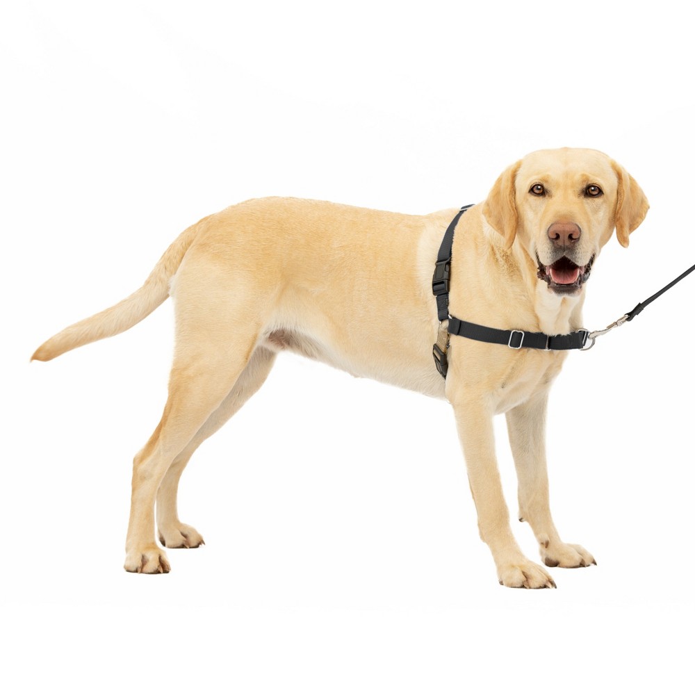 Photos - Collar / Harnesses PetSafe Easy Walk Adjustable Dog Harness - L - Black 