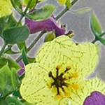 purple & fuchsia & yellow