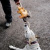 Pavilion Gift Company - Camping Dog - 12" Canvas Dog Toy on Rope  - Pet Toy - 2 of 4
